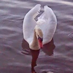 Meet your Posher, Maribel